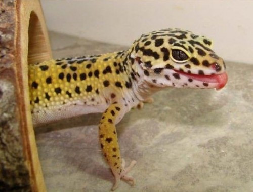 Thằn lằn Leopard đã được người Mĩ nuôi trong suốt 30 năm vừa qua và trở thành loài bò sát được nuôi phổ biến nhất cho đến ngày nay. Với nhiều màu sắc, hoa văn và kích cỡ, người nuôi có thể thoải mái chọn một con ưng ý “rinh” về nhà.