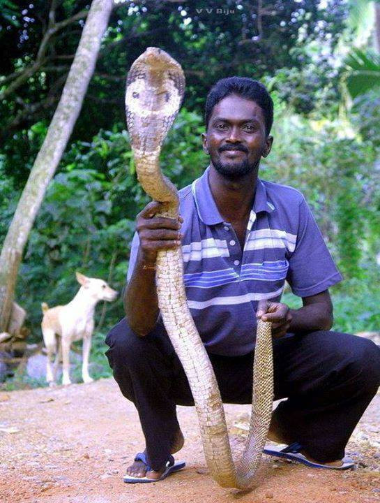 Suresh vừa tìm thấy một con rắn đi lạc vào nhà dân.