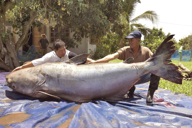 Con cá tra này đã mắc lưới vào năm 2005 và kích thước khủng của nó (293kg) khiến người ta kinh ngạc.