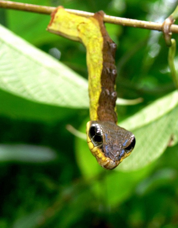 Tuy nhiên, trên thực tế Hemeroplanes triptolemus là một loài bướm đêm thuộc họ Sphingidae.