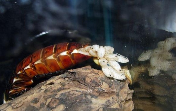 Gián cái có một chiếc túi bào tử trong cơ thể nên trứng gián sẽ ở trong cơ thể của gián mẹ cho đến tận lúc nở rồi mới chui ra ngoài.
