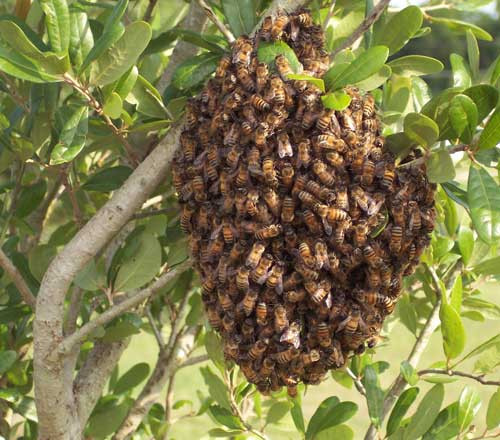 Ong mật Africanized thường được biết đến với tên gọi ong "sát thủ" bởi khả năng giết người kinh hoàng của chúng.