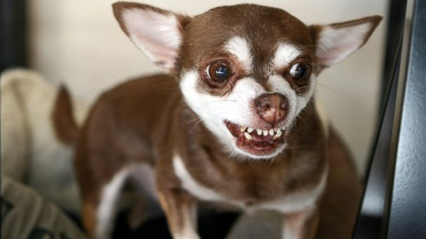 Số lượng chó Chihuahua hoang nhiều đến nỗi chúng trở thành “khủng bố” với trẻ con, người chạy bộ bởi cứ hứng lên là chúng cắn vào cẳng chân người ta.