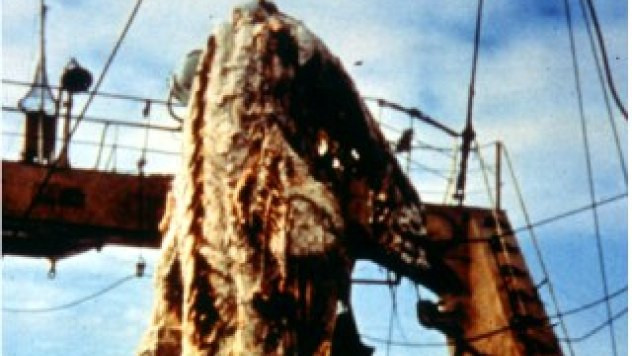 Năm 1977, một tàu đánh cá Nhật Bản đã đánh bắt được một sinh vật gần giống như xà đầu long ngoài biển gần New Zealand.