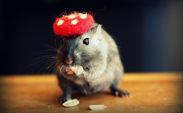 Nếu biết rằng chú chuột hamster có thể biến con mình thành bữa tráng miệng thì có lẽ trẻ con sẽ không dám yêu quý lũ chuột đó.