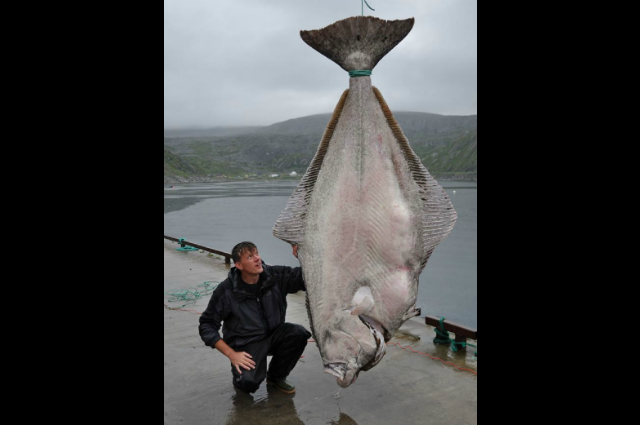 2,74m và 192kg chính là kích thước của chú cá bơn lưỡi ngựa halibut lớn nhất thế giới từng được bắt giữ.