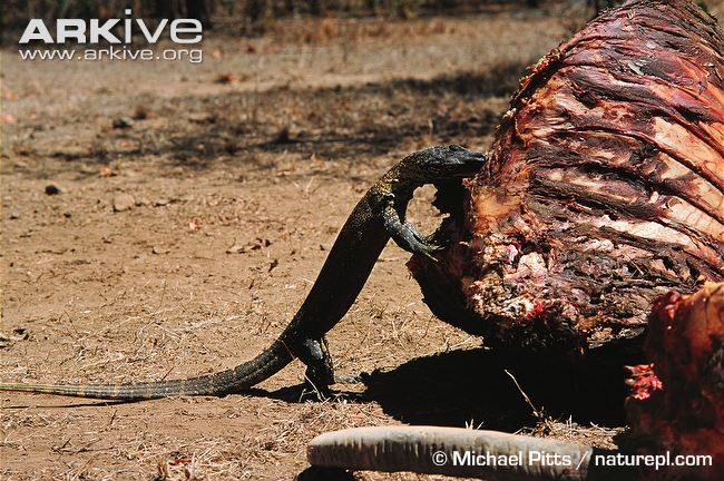 Một con rồng Komodo mới lớn nhặt nhạnh những mảnh thịt vụn từ bộ hài cốt bị bỏ lại.