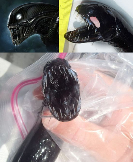 Các nhà nghiên cứu đã xác định, sinh vật kỳ lạ này là một loài cá miệng rộng (dragonfish) sống dưới biển sâu.