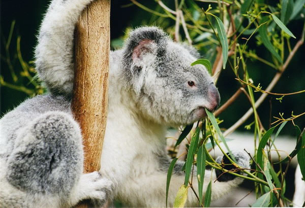 Gấu koala cũng là loài di chuyển hết sức chậm chạp trong khi thức ăn lại ở tít trên cao khiến cho cuộc sống của chúng càng ngày càng khó khăn.