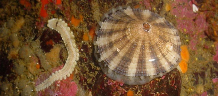 Sao sao lỗ khóa (tên khoa học là Fissurellidae) cùng với giun vảy Polynoidae hình thành nên một cặp đôi hết sức đặc biệt.