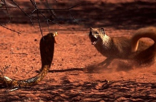 Trước đó, cả hai đối thủ đã có một trận chiến quyết liệt mà mỗi bên đều phải tung ra mọi ngón đòn hiểm của mình.
