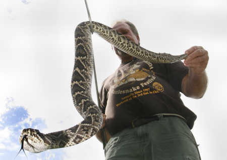 Loài rắn chuông vảy kim cương (Diamondback Rattlesnake) này có chiều dài trung bình từ 1,5m đến 1,8m nhưng chú rắn trong hình lại “đột biến” lên tới 2,3m.