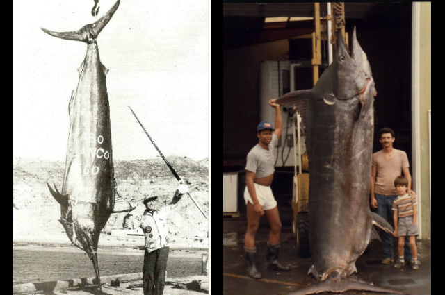 Alfred Glassell được IGFA công nhận là người bắt giữ được con cá cờ marlin nặng nhất thế giới (582kg) vào năm 1953 ngoài khơi bờ biển Peru.