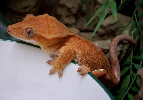 Tuy sở hữu thân hình chắc nịch nhưng Rhacodactylus lại có chiếc mào hết sức duyên dáng trên đỉnh đầu nên còn được gọi là tắc kè mào. Ngoài ra, chiếc đuôi của chúng cũng khá đặc biệt, có thể cầm, nắm lá cây và cành cây nhỏ.