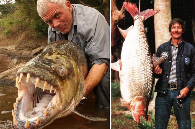 Năm 2010, một chú cá hổ Goliath Tigerfish dài 1,52 m, nặng tới 45,36 kg đã được mắc lưới ekip chương trình “Quái vật sông” (River Monster) của kênh Discovery.