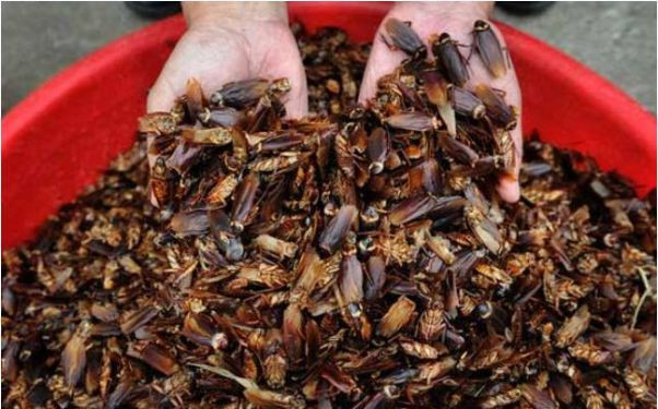 Mặt nạ dưỡng da từ gián đất. Người Trung Quốc từ xa xưa đã dùng gián làm thuốc chữa bệnh rụng tóc, ung thư, thậm chí cả viêm xương. Thêm một công dụng đặc biệt của gián nữa là: làm mặt nạ dưỡng da.