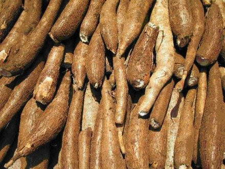 Sắn (khoai mì). Loại thực phẩm này chứa nhiều axit cyanhydric (HCN) đặc biệt là khoai mì cao sản gây nên tình trạng rối loạn tiêu hóa, nặng hơn nữa là ngộ độc thức ăn. Axit cyanhydric tập trung nhiều ở hai đầu củ sắn và lớp vỏ đỏ. Tránh những loại sắn có vị đắng. Khi đun nấu, nên gọt vỏ sắn thật sạch, ngâm trong nước ít nhất 1 giờ, trong khi luộc không được đậy nắp nồi để các độc tố bay hơi bớt. Phụ nữ có thai nên hạn chế ăn sắn.