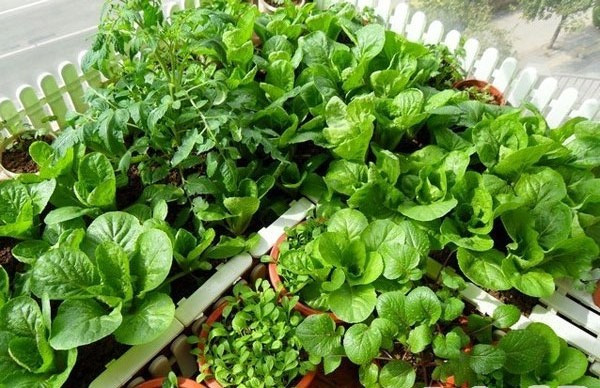 Ở các khu đô thị, có một khoảng ban công nhỏ để trồng rau sạch thật hiếm hoi. Nhưng với những cách thiết kế thông minh, chỉ mất khoảng 1 triệu đồng, bạn đã có ngay một vườn rau trên ban công đẹp mắt.