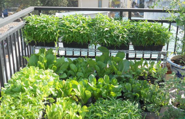 Nếu muốn tiếp kiệm cho phí hơn nữa, có thể làm những giá đỡ bằng thép thường dễ mua tại các cửa hàng vật liệu xây dựng. Loại giá đỡ này có ưu điểm là rất chắc chắn, chịu được khối lượng lớn nên có thể sử dụng những xô chậu cũ hoặc thùng xốp để trồng cây.