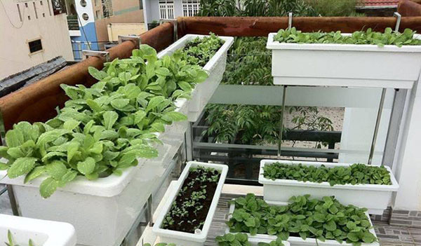 Các móc treo bằng sắt được hàn cố định trên ban công, có thể bố trí một, hai hoặc ba dãy chậu cho hợp lý. Hiện giá bán móc treo là 100.000 đồng/chiếc.