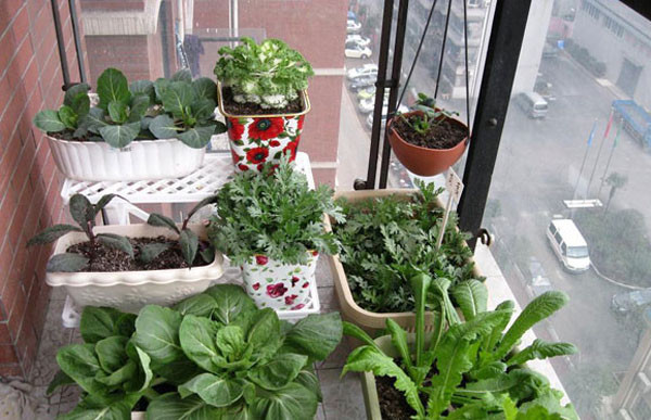 Tùy thuộc vào diện tích và cách sắp đặt, nhiều ban công nhỏ hẹp đã trở thành những vườn rau tươi mát mà không kém phần sinh động.