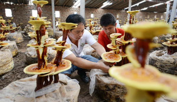 Toàn cảnh một khu trồng nấm linh chi theo mô hình cây cảnh tại tỉnh Hà Nam.