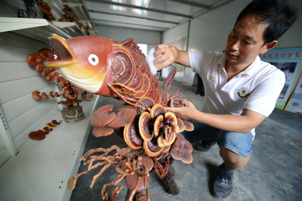 Một chuyên gia đang tỉa tót cây cảnh nấm linh chi.