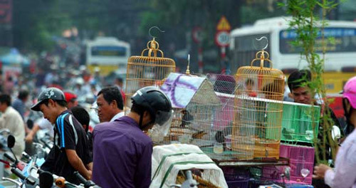Vào những ngày có phiên chợ 4, 9, 14, 19, 24 và 29 (âm lịch), dân mê chim Hà Nội và các tỉnh lại đổ xô về đây để mua bán chim tạo nên một khung cảnh đông đúc, hỗn loạn.