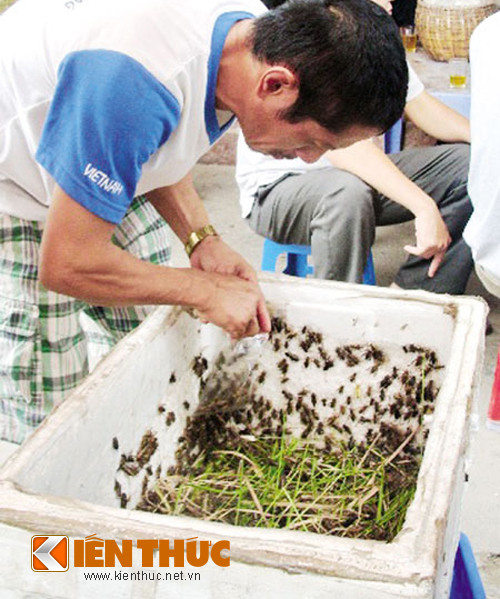 Ông Hoàng, một dân chơi chim ở Tây Hồ cho biết: Chim thích ăn dế và châu chấu nên người dân các tỉnh đem về đây bán rất nhiều. Họ bày các mặt hàng ngay trên những tấm bạt trải trên đất hoặc trong những hộp xốp để trên vỉa hè.
