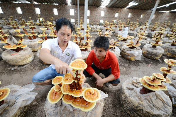 Không chỉ được dùng trong y học, nấm linh chi còn được trồng để phục vụ thú vui chơi cây cảnh của nhiều đại gia. Trong ảnh là một chuyên gia đang hướng dẫn công nhân địa phương về cách trồng nấm linh chi theo mô hình cây cảnh tại tỉnh Hà Nam (Trung Quốc).