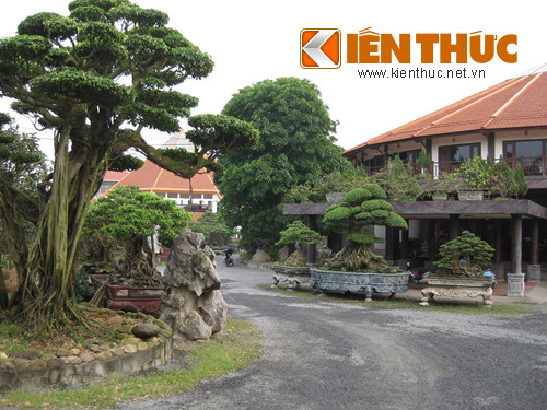 Đại gia Phiến “cá” từng khiến giới chơi cây Hà Nội méo mặt khi ông mua sạch cây cối của thủ đô đem về khu vườn sinh thái của mình.
