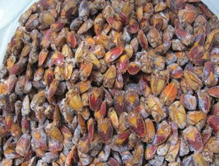 Bọ xít được bán với giá 220.000/kg.