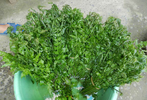 Rau dớn (dương xỉ). Loài cây này mọc ven khe suối xen lẫn với các loại cây cỏ khác. Rau dễ chế biến, có thể xào, luộc, nấu canh, muối chua, làm nộm nhưng món xào là phổ biến và ngon nhất. Dầu thực vật như dầu phộng là loại thích hợp nhất để xào rau dớn.