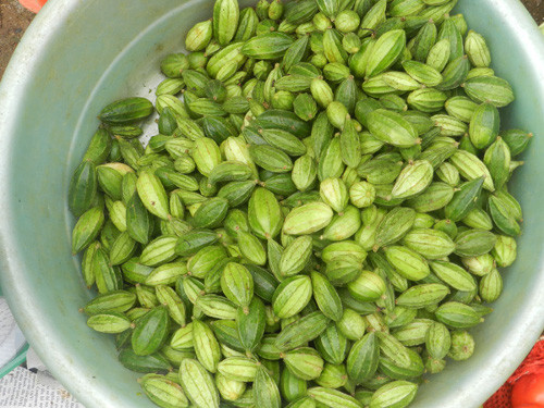 Cây móc, cây song mây. Hai loại cây này hơi kiếm.