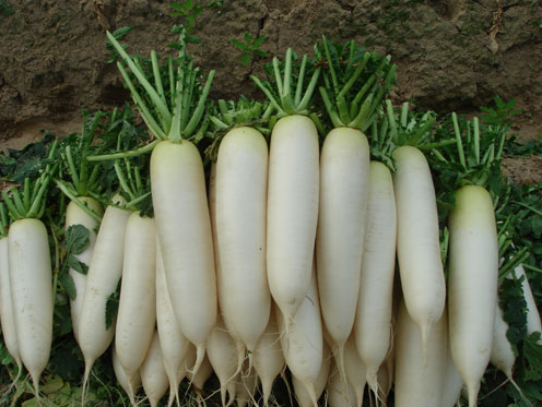 Củ cải trắng. Củ cải trắng là một loại thực phẩm tại vùng đùi rất tốt, nó có khả năng thúc đẩy các axit béo trao đổi nhiều hơn, tiêu hao mỡ nhiều hơn. Các chị em có thể dùng củ cải trắng để chế biến thành nhiều món ăn ngon hàng ngày, và là thực phẩm giảm béo đùi mà không cần mất thời gian và công sức tới phòng tập.