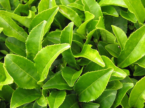 Với thành phần caffeine trong trà xanh thúc đẩy quá trình tiêu hóa nhanh hơn, tăng cường năng lực phân giải mỡ thừa. Trong trà xanh còn chứa nhiều loại vitamin A, B1, B2 và đặc biệt là chứa nhiều vitamin C cao gấp 3 – 4 lần cam, bưởi chanh, hỗn hợp vitamin này cũng góp phần giúp giảm béo hiệu quả hơn.