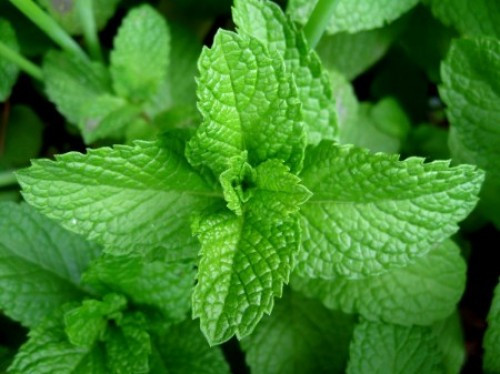 Lá bạc hà chứa nhiều chất Mangan, vitamin A và vitamin C, chất xơ, folate, sắt, vitamin B2, kali và đồng. Hơn nữa, trong lá bạc hà còn có canxi, phốt pho và axit oxalic giúp bạn tỉnh táo, tránh sự mỏi mệt, tăng cảm giác no và no lâu. Hương vị cay mát của bạc hà sẽ truyền tới các cơ quan vị giác và khứu giác làm giảm khả năng thèm ăn của cơ thể.
