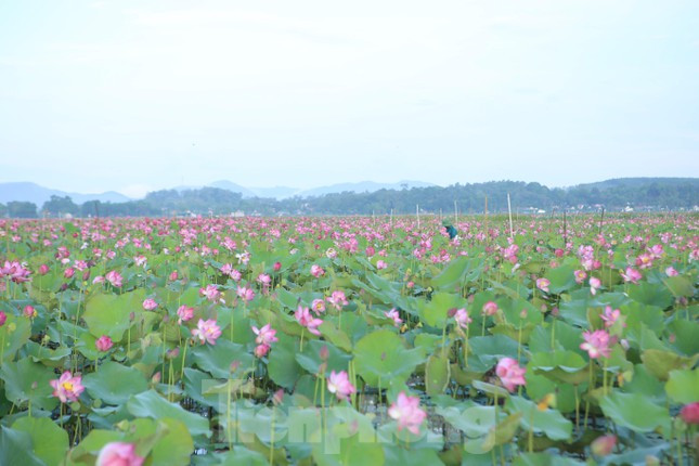 Đầu tháng 5 Âm lịch cũng là dịp vào vụ thu hoạch đài sen. Tại đầm sen Thanh Châu (thị trấn Thạch Hà, tỉnh Hà Tĩnh), từ tờ mờ sáng, người dân chuẩn bị thuyền nhôm, ủng, túi để xuống đầm sen.