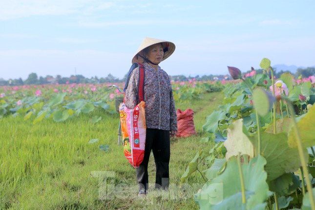 Từ 6h, bà Kiều Thị Hương (70 tuổi, trú thôn Thanh Châu) đạp xe ra đầm sen để thu hoạch đài sen. Bà cho biết, gia đình có 1 sào ruộng đã chuyển sang trồng sen khoảng 3 năm nay.