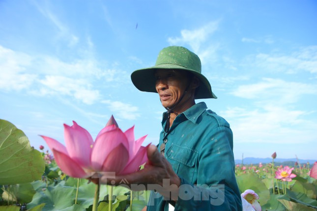 Người nông dân ướt đẫm mồ hôi khi thu hoạch đài sen giữa ruộng sen lớn. Thu hoạch đài sen từ tháng 5 đến tháng 8, còn thời điểm nở hoa từ tháng 2 đến tháng 7.