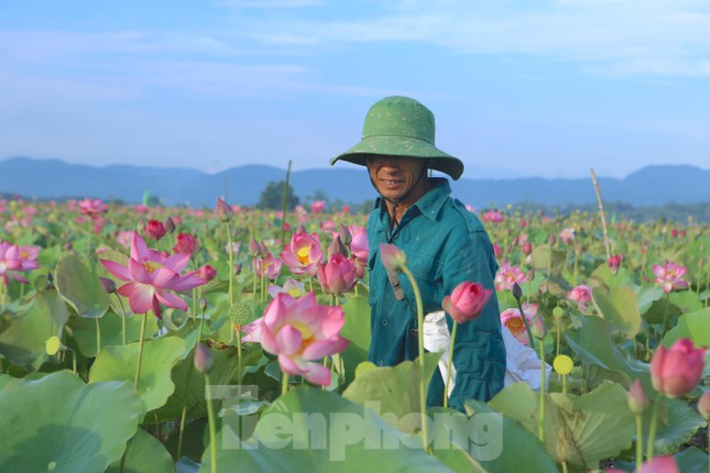 Ông Trương Công Bình (trú thôn Thanh Châu) cho biết, khi chuyển từ trồng lúa sang trồng sen, người dân nơi đây có thêm thu nhập để trang trải cuộc sống. Mỗi mùa như vậy hộ ít cũng kiếm được từ 4-7 triệu đồng, cũng có hộ thu hàng chục triệu nhờ trồng sen.