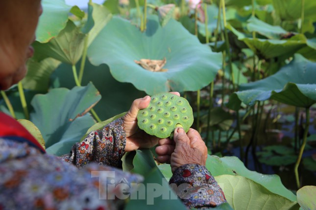 Việc hái đài sen cũng yêu cầu người hái phải có kỹ thuật, hái đài vừa đủ độ, nếu qúa non hay quá già thương lái sẽ trả giá thấp hơn, thậm chí không mua. Vì thế việc lựa chọn hái sen người dân làm rất kỹ càng.