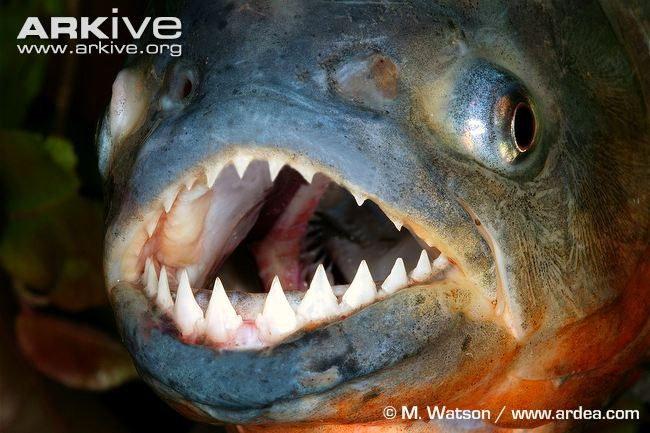 Mặc dù cá Piranha có cổ ngắn, nhưng chúng có vòm miệng xương đặc biệt, bộ hàm rất rắn chắc, thậm chí chúng còn có thể cắn đứt dây câu bằng thép.