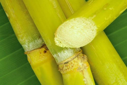 Mía – vua của sắt. Trong cây mía đường chứa số lượng lớn các nguyên tố vi lượng, bao gồm cả sắt, kẽm, canxi, phốt pho, mangan, … trong đó có hàm lượng sắt cao nhất lên đến 9mg cho mỗi kg, đây là mức sắt cao nhất trong thực phẩm nên rất tốt cho máu. Tuy nhiên, theo quan điểm của y học Trung Quốc, những người có gan, lá lách yếu nên hạn chế ăn mía.