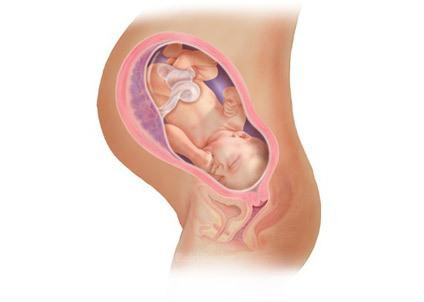 Thai nhi tuần thứ 38. Bé vẫn tiếp tục nuốt nước ối. Các chất trong nước ối sẽ được chuyển hóa và giữ lại ở ruột, tạo thành lớp phân su màu đen dính. Bé lúc này nặng gần 3,1kg và đã dài tới 50cm tính từ đầu tới chân.