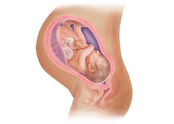 Thai nhi tuần thứ 40: Lúc này, bé “cao” trung bình là 51cm tính từ đầu đến chân và nặng xấp xỉ 3,4kg lúc sinh. Tuy nhiên, không phải bé nào cũng giống nhau và cân nặng lúc chào đời khoảng 2,5 - 3,8kg là đảm bảo sức khỏe.