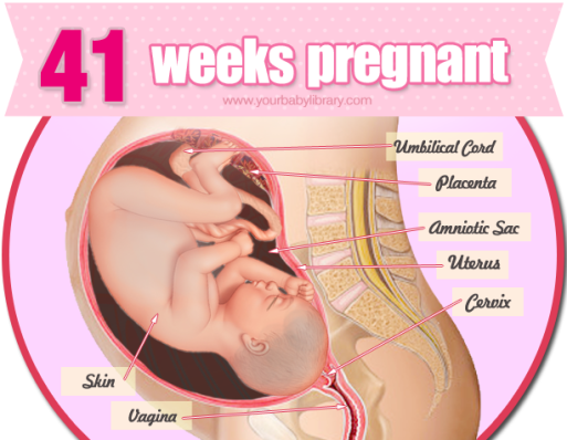 Thai nhi tuần thứ 41. Quá trình sinh trưởng và phát triển của thai nhi trong tử cung dựa vào hai chức năng quan trọng của nhau thai là cung cấp ôxy và chất dinh dưỡng. Thai nhi sẽ tiếp tục dựa vào hai chức năng này của nhau thai để sinh trưởng và phát triển trong tử cung khi quá ngày sinh.