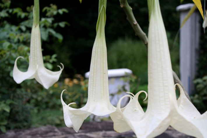 Scopolamine tìm thấy bởi một nhà hóa học người Đức Albert Ladenburg năm 1880. Với tính năng dễ tan trong nước, bọn tội phạm thường dùng scopolamine trộn vào thức ăn, nước uống của “con mồi”. Nạn nhân sau khi ăn hoặc uống phải trở nên dễ dàng nghe theo lời sai khiến của chúng. Đối với phụ nữ, nếu bị dụ uống thuốc này có nguy cơ bị cưỡng hiếp tập thể mà không hề hay biết.
