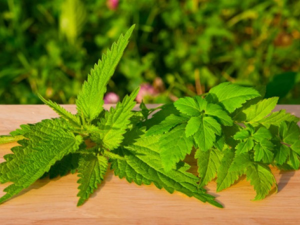 Lá cây tầm ma. Lá này có nhiều dinh dưỡng và tích trữ các vitamin chống oxy hóa như vitamin C và vitamin A, hỗ trợ thanh lọc sạch máu và tiêu mỡ.