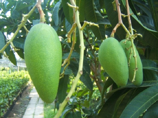 Xoài xanh. Ăn quá nhiều xoài xanh có thể làm tăng lượng a-xit trong bao tử, gây cảm giác khó chịu như xót ruột, đầy bụng. Thai phụ chỉ nên ăn xoài khi no.